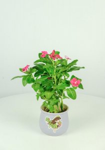 ​长春花种子什么时候种