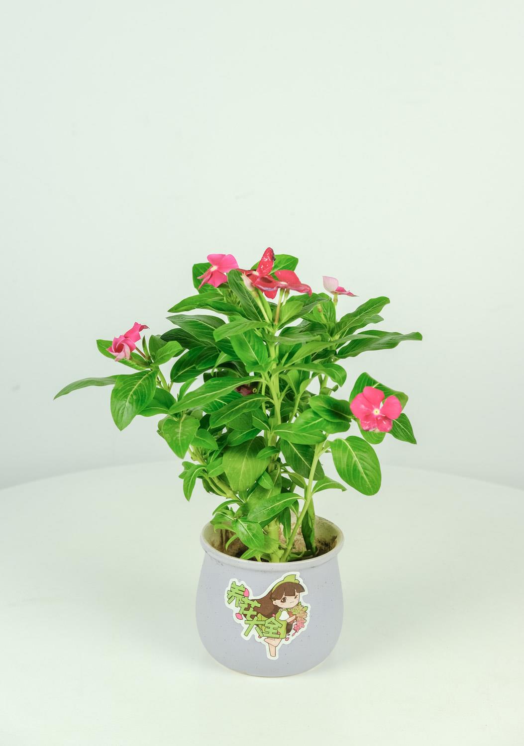 长春花 长春花