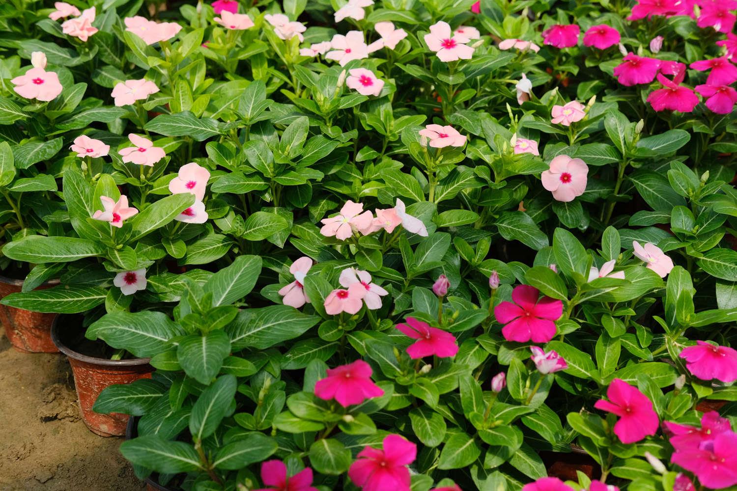 长春花 长春花
