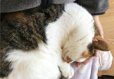 ​猫厌食、呕吐、腹泻怎么办？猫胰腺炎的综合防治措施