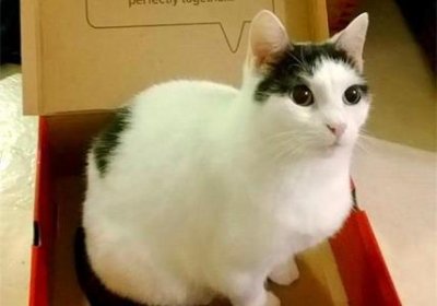 ​猫咪能感受到主人生病
