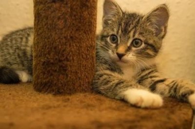​被接种疫苗的猫轻微抓伤：是否需要进行医疗处理？