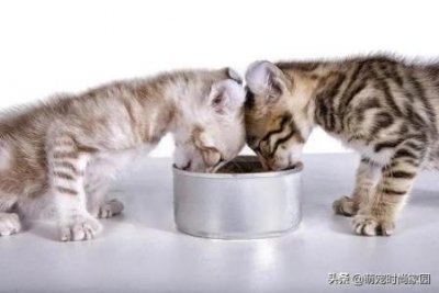 ​猫咪闹猫了应该怎么办？4个方法解决猫咪闹猫的问题