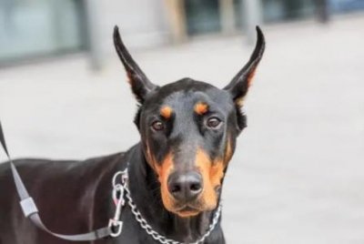 ​西藏獒犬百科——藏獒 藏獒在藏民心中的地位