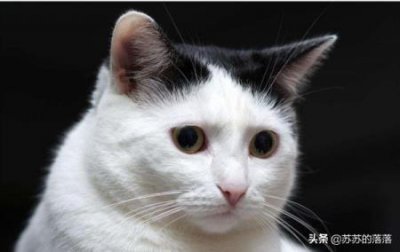​养宠经验分享：怎么判断猫咪发完情了？发情了怎么解决