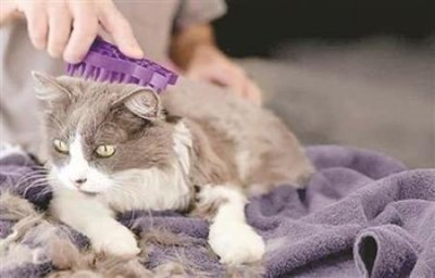 ​猫咪眼睛发红是什么真相？ 猫猫眼睛红是怎么了