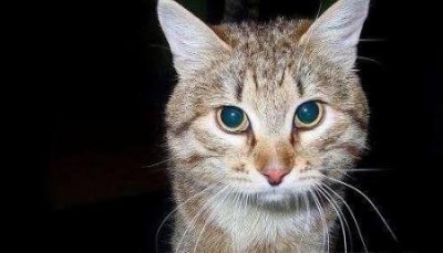 ​养宠经验：猫咪指甲受伤发炎发臭怎么办？猫指甲划破需要打针吗？
