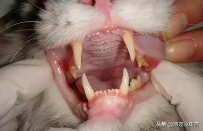 ​无毛猫并非一点毛都没有？无毛猫你看着害怕吗？