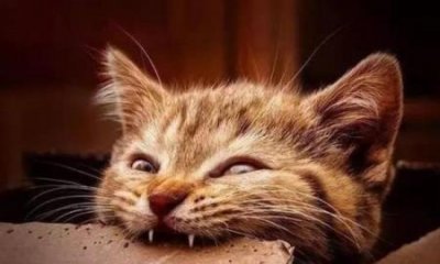 ​十大颜值最高的猫：帕蓝姆猫粮怎么样帕蓝姆猫粮是毒猫粮吗？