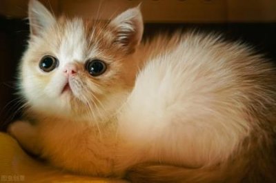 ​猫咪伤口脓怎么医治？第一时间做好伤口护理的措施，帮助清洁和包扎