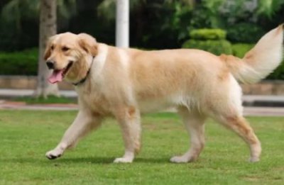 ​博美犬没胃口，看看这几个解决办法吧！ 博美犬不爱吃饭怎么回事？