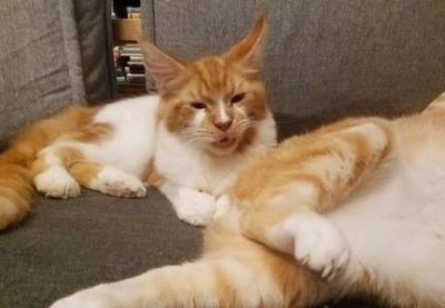 ​猫咪皮肤篇：猫自己舔会扩散猫癣么？猫长癣后舔了会有事吗？猫舔自己猫藓会传