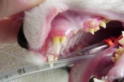 ​猫咪多大可以驱虫？猫咪多大可以驱虫体内
