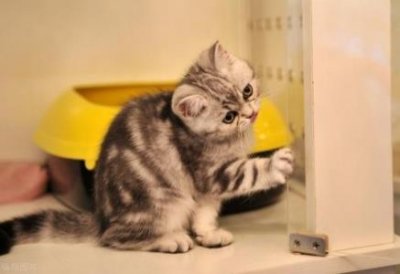 ​猫鼻支是什么原因造成的？3种方法护理