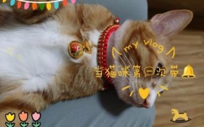 ​外表呆萌可爱的加菲猫脾非常适合上班族饲养，饲养技巧分享