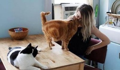 ​猫咪为什么爱洗脸？是因为猫咪爱干净吗？