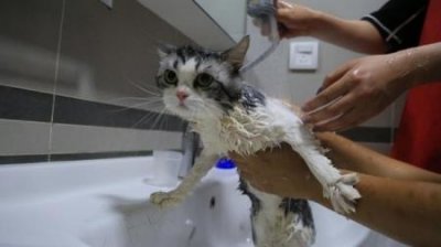 ​养宠经验：怎么样让母猫发情？