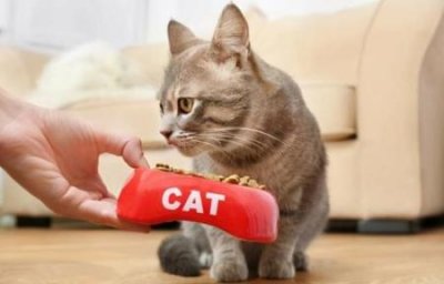 ​猫咪得猫瘟的