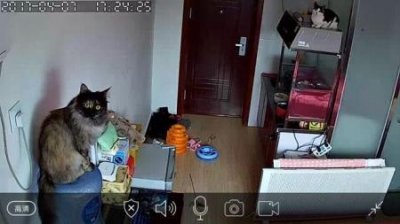 ​盘点下那些又萌又仙的喵星人吧，哪些是你的心头好？