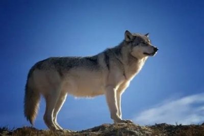 ​大狼、公猪、母鸭和母鹅