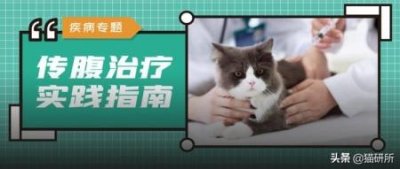 ​养虎皮鹦鹉需要准备什么养虎皮鹦鹉准备什么东西
