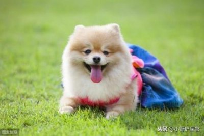 ​加州王蛇和黑王蛇，加州王蛇和黑王蛇哪个大