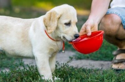 边牧为什么叫边境牧羊犬边牧和边境牧羊犬是不是一样