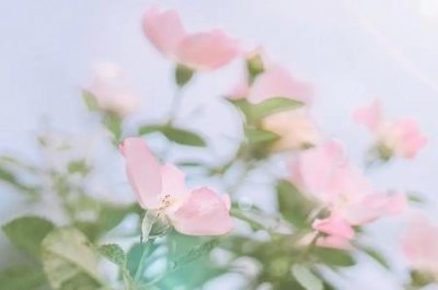 芹菜和蘑菇能一起炒吗?芹菜和蘑菇能一起炒吗?