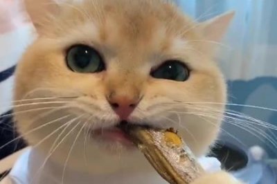 德文猫品相如何选择德文猫优点和缺点