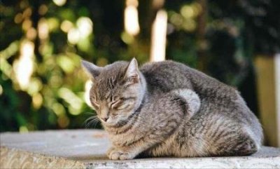 拿破仑猫智商高吗?聪慧的猫咪排行榜 1一10