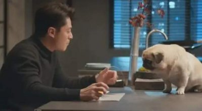 ​《他为什么依然单身》在哪个平台播？一共多少集