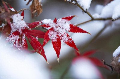 ​这些动物会冬眠，你知道哪几种呢？