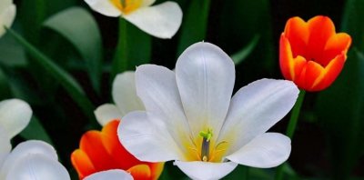 春节游石家庄,十大胜地显风采!