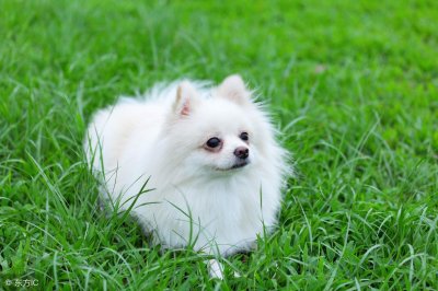 ​这可能是世界上最可爱的10种狗狗吧，法国斗牛犬都只能排第六