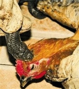 ​为什么被毒蛇咬过的鸡不仅没毒，还会更加美味？有科学依据吗？