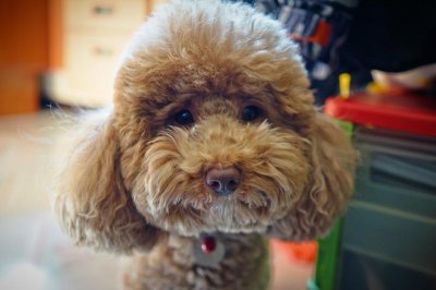 ​为什么很多泰迪犬会活不过13岁？背后的理由太伤感