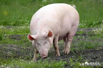 ​母猪该配什么样的公猪有优势？教你最全猪杂交方法