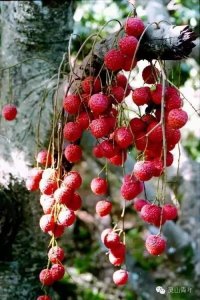 ​一年等一回！灵山荔枝节6月21日-23日震撼来袭