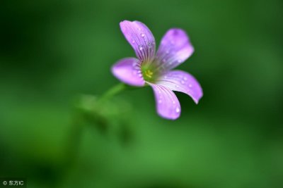 经典品读|冰心:别踩了这朵花