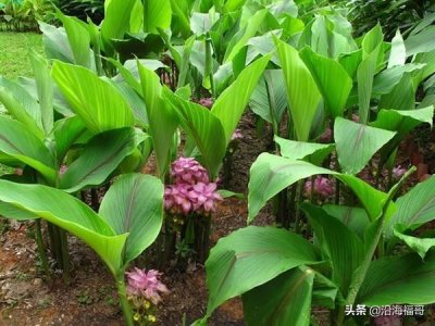 “全国特色小镇”-钦州灵山县陆屋镇
