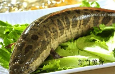 ​地锅鱼最正宗的做法，隔三差五吃，好吃的停不下来！