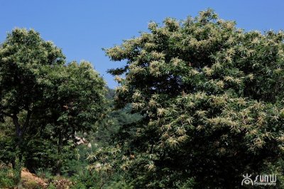 雨后,泰山山谷里弥漫着一种神秘的花香,叫人羞于启齿!