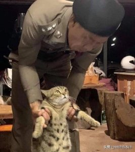 ​最新“社会猫”表情包，拿图吱声