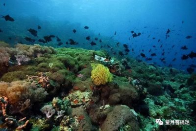 ​如何辨别真假海柳？深海料海柳有哪些品种？