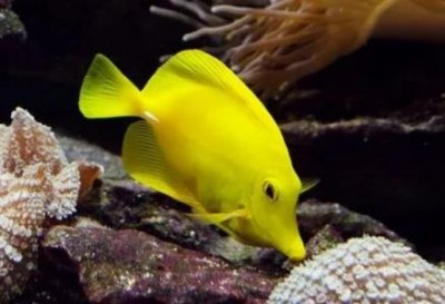 ​章鱼的天敌 海鳗咬住不松口咬掉章鱼一条腿