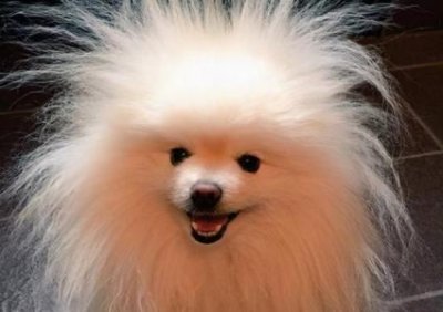 ​血红鹦鹉打雷龙？血红鹦鹉贵不贵