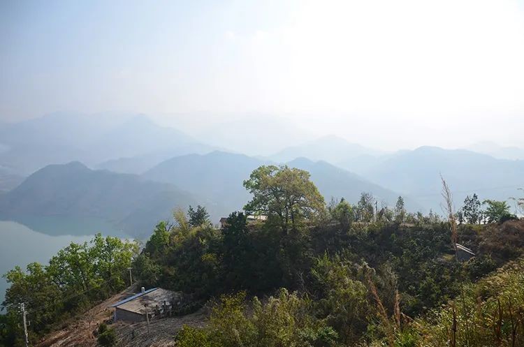 白莺山古树茶特点（花蜜香清香独绝越喝越通透）