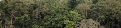 白莺山古树茶特点(花蜜香清香独绝越喝越通透)