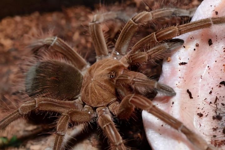 世界上最大的虫子（盘点昆虫界的10大巨无霸昆虫）