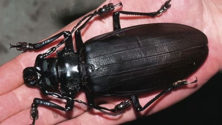 世界上最大的虫子（盘点昆虫界的10大巨无霸昆虫）